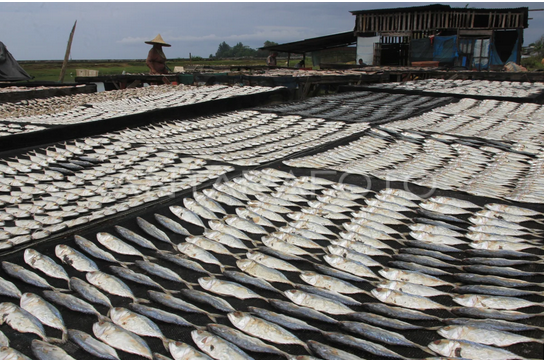 mengeringkan ikan