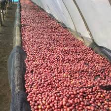 mesin rotary dryer