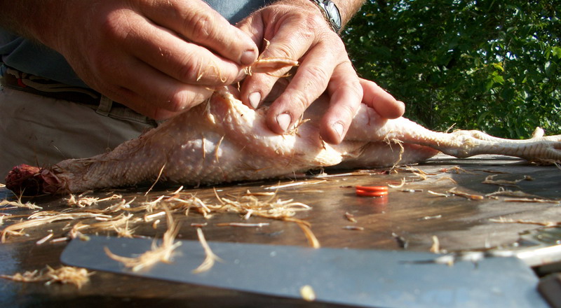 mencabut bulu ayam